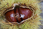 Bursting chestnut fruit husk