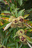 Fruit pods of sweet chestnut burst open to reveal ripe chestnuts