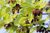 Schwarze Maulbeere mit reifen und unreifen Früchten