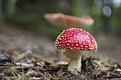 Fly agarics in forest