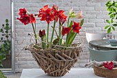 Hippeastrum (Amaryllis) in bowl covered with driftwood