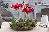 Hippeastrum 'Royal Red' (Amaryllis) in Kranz aus bemoosten Zweigen