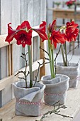 Hippeastrum (Amaryllis) in pots with felt cover