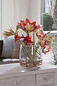 Modern Hippeastrum (Amaryllis) bouquets in large glass