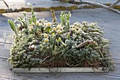 Eranthis and Galanthus with hoarfrost