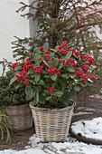Skimmia reevesiana (Japanese fruit scoop) in the basket planter