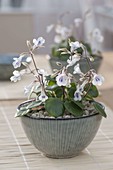 Chirita linearifolia in cereal bowl