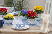 Table decoration with Primula acaulis in muesli bowls and enamel cups