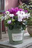 Pot with Cyclamen and Primula malacoides