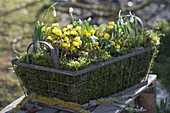 Eranthis hyemalis and Galanthus nivalis