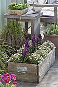 Holzkiste mit Saxifraga arendsii (Moossteinbrech) und Hyacinthus 'Purple