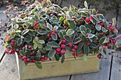 Tin box with Gaultheria procumbens (boxberry)