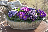 Primula acaulis lila und rosa (Frühlingsprimeln), P. Siroccoco 'Blue' 'Purple (Gerüschte Primeln)