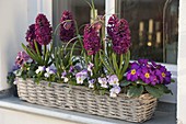 Korbkasten mit Hyacinthus 'Purple Sensation' (Hyazinthen), Primula acaulis