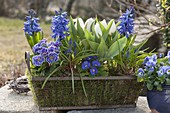 Primula acaulis (Primeln), Hyacinthus (Hyazinthen), Tulipa 'Calgary'