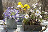 Crocus (Krokusse), Anemone blanda 'White Splendour'