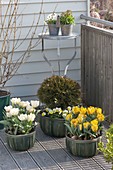 Fruehlingsbalkon mit Tulipa (Tulpen), Thuja 'Tim Tim' (Kugel - Lebensbaum)