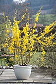 Forsythia 'Lynwood Gold' in a white bucket