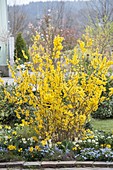 Blühende Forsythia im Terrassenbeet