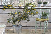 Sophora microphylla 'Sun King' syn 'Hilsop' (Schnurbaum)