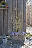 Cornus stolonifera 'Flaviramea', planted with anemone