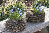 Muscari aucheri 'Mount Hood' (Traubenhyazintehn) in leeren Vogelnestern