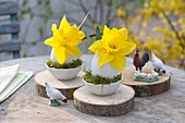 Kleine Osterdeko : Blüten von Narcissus (Narzissen) in Eiern als Vase