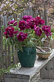 Lush bouquet of Paeonia suffruticosa (shrub peonies)