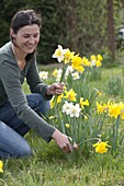 Yellow spring bouquet with daffodil and gold bells