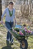 Woman with wheelbarrow full of spring flowers for planting