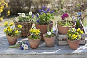 Small, colorful spring arrangement Bellis perennis