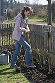 Woman planting berry bushes bed on fence