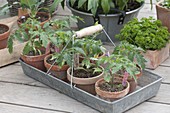 Tomato seedlings in clay pots on zinc basket