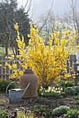 Forsythia 'Lynwood Gold' (Goldgloeckchen) unterpflanzt mit Tulipa 'Calgary'