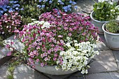 Bowl with Saxifraga arendsii Alpino 'White', 'Rose'