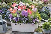 White wooden box with Tulipa greigii 'Plaisir' (tulips), Hyacinthus 'Splendid Cornelia' (hyacinths)