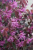 Loropetalum chinense 'Fire Dance' (Riemenbluete) , duftende Kübelpflanze