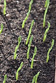 Lathyrus odoratus 'Cupid pink' seedlings