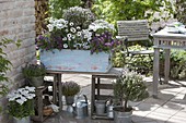 Purple and white patio verge, Lobularia 'Princess in Purple'