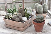 Cacti in clay bowl and pots, Echeveria, Mammillaria