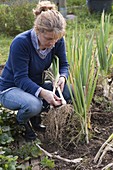 Woman picking leek (Allium porrum)