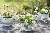 Maiengruen : Bellis perennis (Gänseblümchen) in Suppentassen