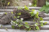 Maiengruen : Kranz aus Zweigen von Betula (Birke), dekoriert mit Blüten