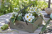 Wooden box with mini bouquet, leucanthemum, chamomile
