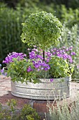 Zinc tub planted with herbs and carnations-Dianthus gratianopolitanus