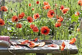 Bank neben Papaver rhoeas (Klatschmohn)