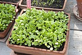 Seedlings of green salad in terracotta bowl