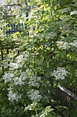 Blühender Holunder (Sambucus nigra) am Gartenzaun