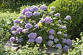 Hydrangea macrophylla 'Bela' (Hortensie)