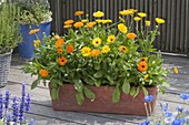 Woman planting marigolds in terracotta box